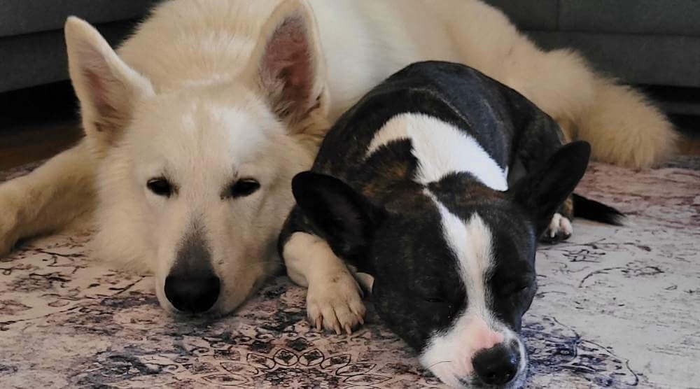 covoare pentru animale de companie