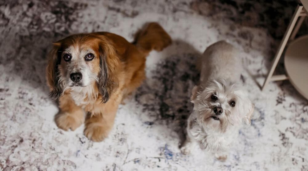 covoare prietenoase cu animalele