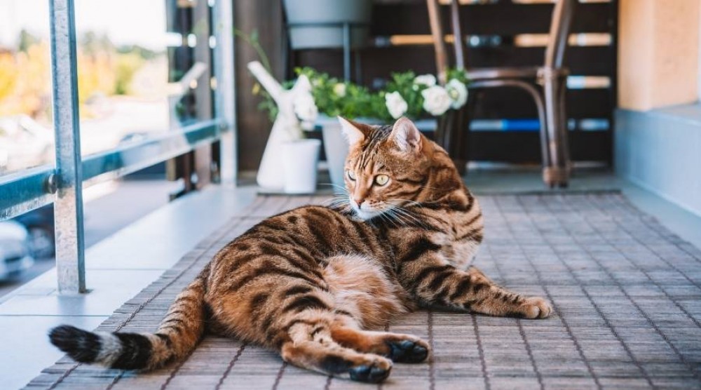 Cum să amenajezi un balcon pentru o pisică?